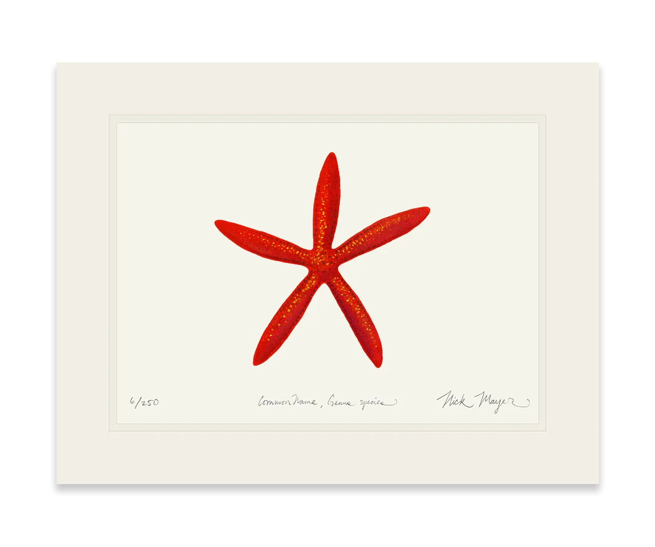 Red Linkia Starfish Print